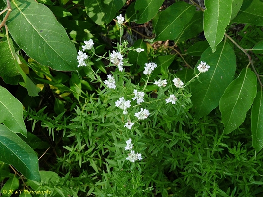 {Pycnanthemum virginianum}
